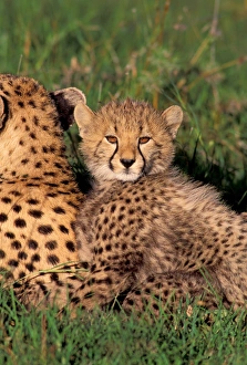 Images Dated 20th April 2006: Africa, Safari, Leopard