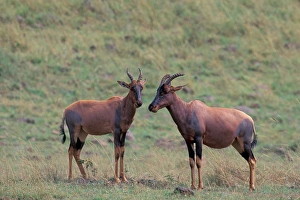 Images Dated 20th April 2006: Africa, Safari, Topi