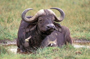 Images Dated 20th April 2006: Africa, Safari, Water Buffalo