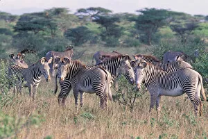 Images Dated 20th April 2006: Africa, Safari, Zebra