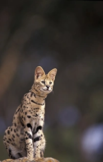Serval Prints: Africa. Serval (Felis serval), captive