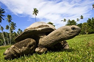 Images Dated 2nd July 2006: Africa, Seychelles