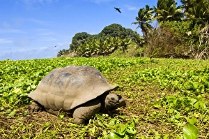 Images Dated 2nd July 2006: Africa, Seychelles