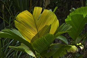 Images Dated 6th July 2006: Africa, Seychelles