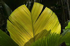 Images Dated 6th July 2006: Africa, Seychelles