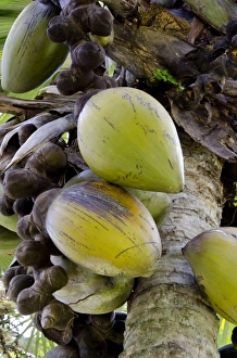 Images Dated 27th December 2010: Africa, Seychelles