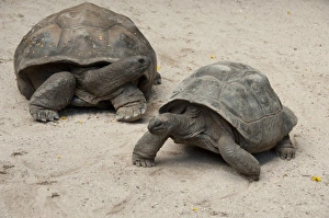 Images Dated 27th December 2010: Africa, Seychelles