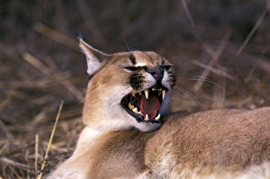 Teeth Prints: Africa. Snarling Caracal (Felis caracal)