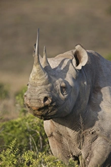 Images Dated 22nd May 2009: Africa, South Africa