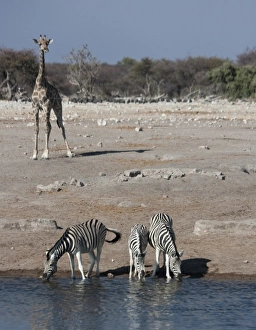 Images Dated 28th August 2009: Africa, South Africa
