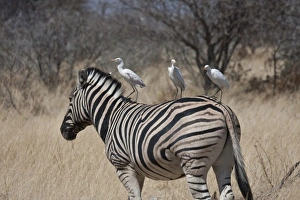 Africa, South Africa