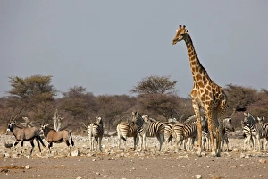 Images Dated 29th August 2009: Africa, South Africa