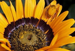 Images Dated 5th August 2010: Africa, South Africa