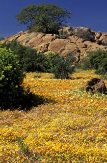 Africa, South Africa
