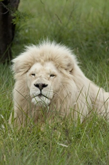 Images Dated 14th December 2010: Africa, South Africa