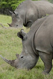 Images Dated 14th December 2010: Africa, South Africa
