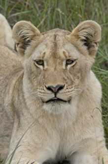 Images Dated 14th December 2010: Africa, South Africa