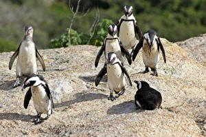 Africa, South Africa