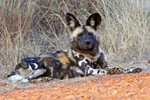 Africa, South Africa