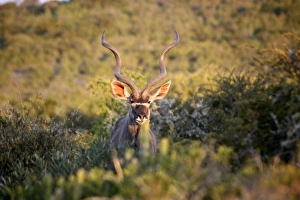 Africa, South Africa