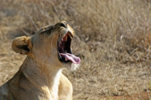 Africa, South Africa