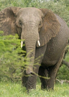 Africa, South Africa