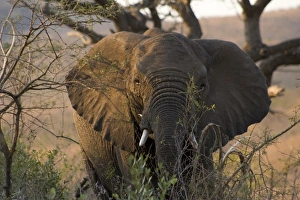 Images Dated 31st July 2006: Africa, South Africa