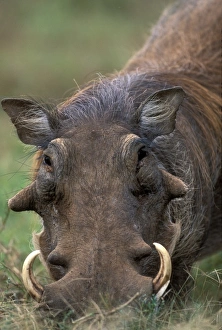 Africa, South Africa