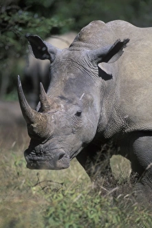 Africa, South Africa