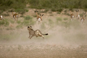 Images Dated 10th February 2008: Africa, South Africa