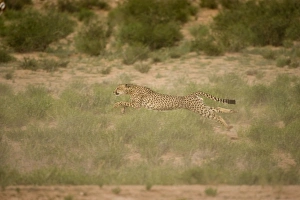 Images Dated 10th February 2008: Africa, South Africa