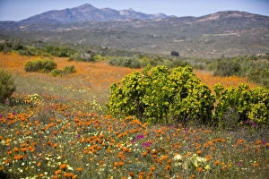 Africa, South Africa