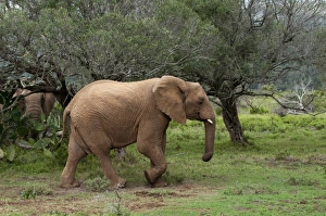 Images Dated 17th April 2010: Africa, South Africa