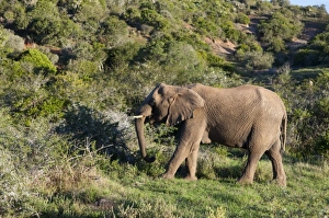 Africa, South Africa