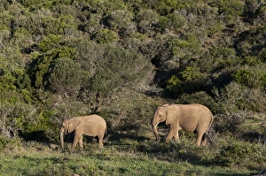 Africa, South Africa