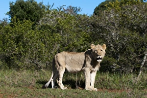 Images Dated 20th April 2010: Africa, South Africa