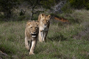 Images Dated 20th April 2010: Africa, South Africa