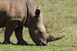 Africa, South Africa