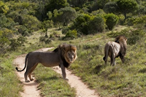 Africa, South Africa