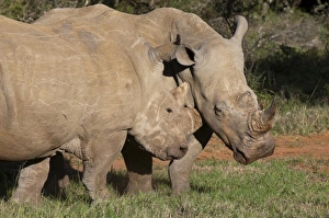 Images Dated 20th April 2010: Africa, South Africa
