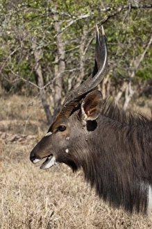 Africa, South Africa