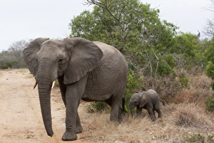 Images Dated 8th November 2010: Africa, South Africa