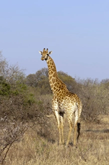 Africa, South Africa