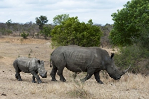 Images Dated 7th November 2010: Africa, South Africa