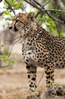 Africa, South Africa