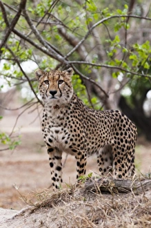 Images Dated 5th November 2010: Africa, South Africa
