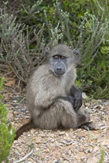 Africa, South Africa