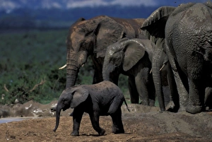 Youth Prints: Africa, South Africa, Addo Elephant National Park. Elephants playing in mud at water hole