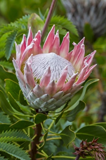 Fred Lord Prints: Africa, South Africa, Cape Town. King protea flower close-up