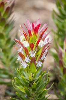 Images Dated 8th September 2014: Africa, South Africa, Cape Town. Protea flower close-up